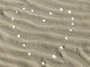 muschelherz